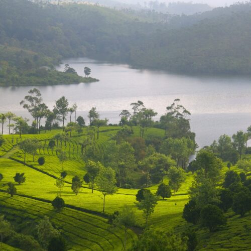 101770-Munnar Why Munnar is the Perfect Destination for Ayurveda Retreats