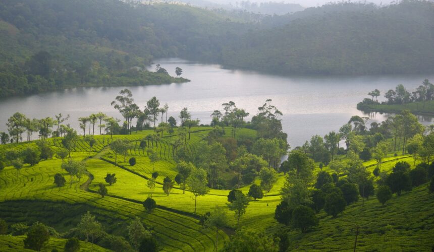 Why Munnar is the Perfect Destination for Ayurveda Retreats